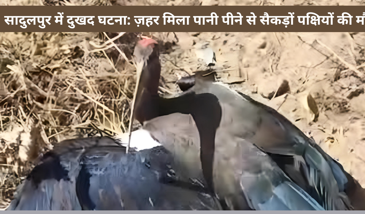 सादुलपुर में दुखद घटना: ज़हर मिला पानी पीने से सैकड़ों पक्षियों की मौत