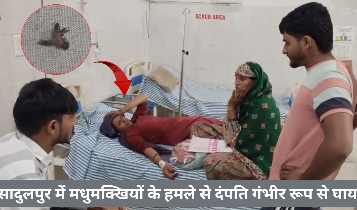 सादुलपुर में मधुमक्खियों के हमले से दंपति गंभीर रूप से घायल